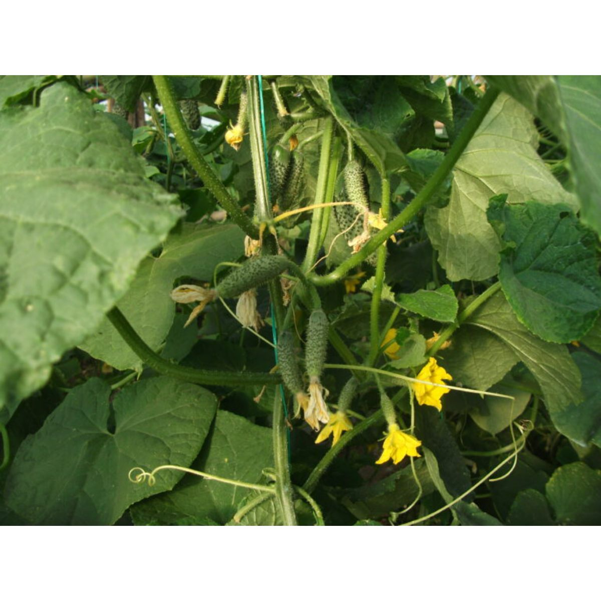 Seminte Castraveti Cornichon CASSIUS F1 ZKI 100 SEM, 5, hectarul.ro