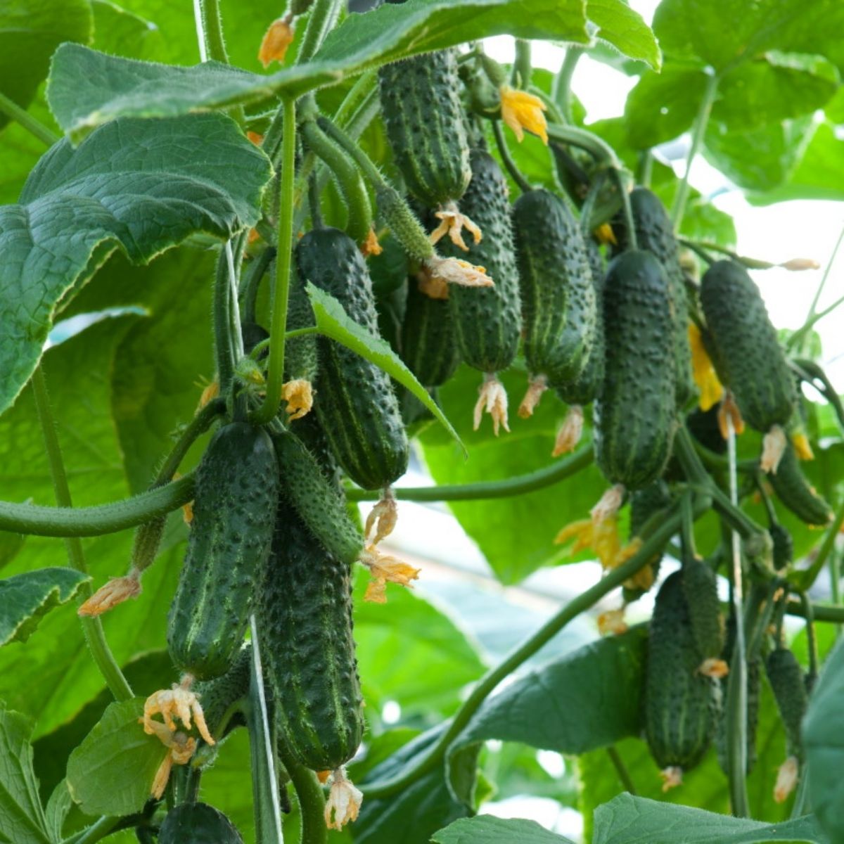 Seminte Castraveti Cornichon EKOL F1 Syngenta 500 sem