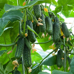 Seminte Castraveti Cornichon EKOL F1 Syngenta 500 sem