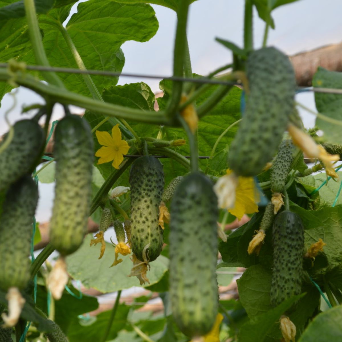 Seminte Castraveti Cornichon EKOL F1 Syngenta 500 sem
