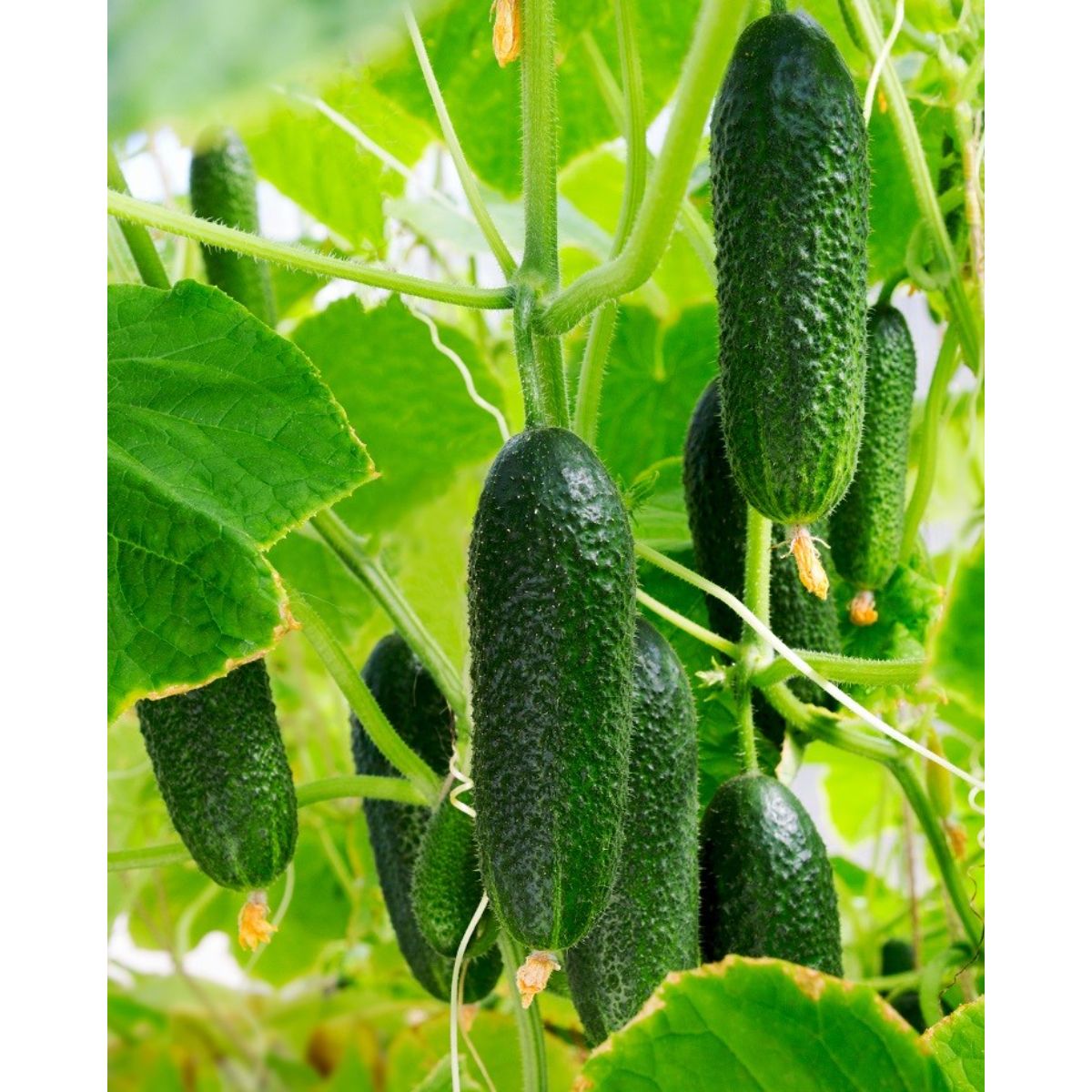 Seminte Castraveti cornichon Metex F1 HEKTAR 100 sem
