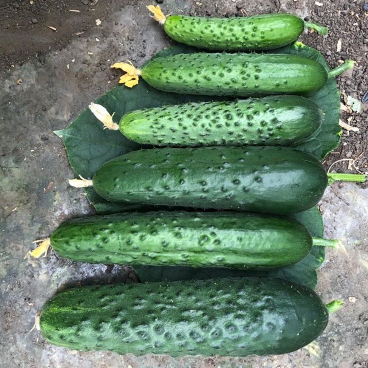 Seminte Castraveti Cornichon SPINO F1 Syngenta 100 SEM, 1, hectarul.ro