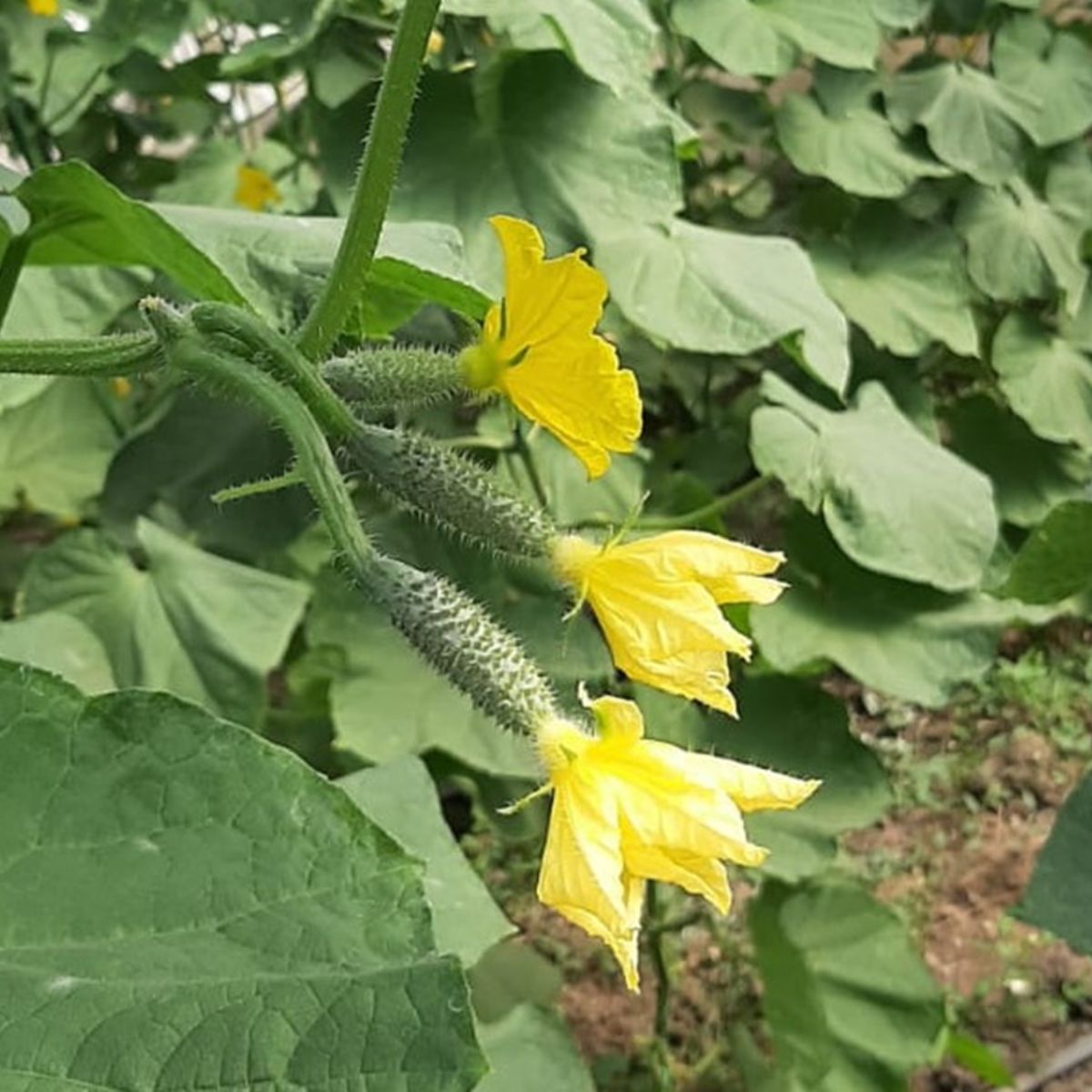 Seminte Castraveti Cornichon SPINO F1 Syngenta 100 SEM