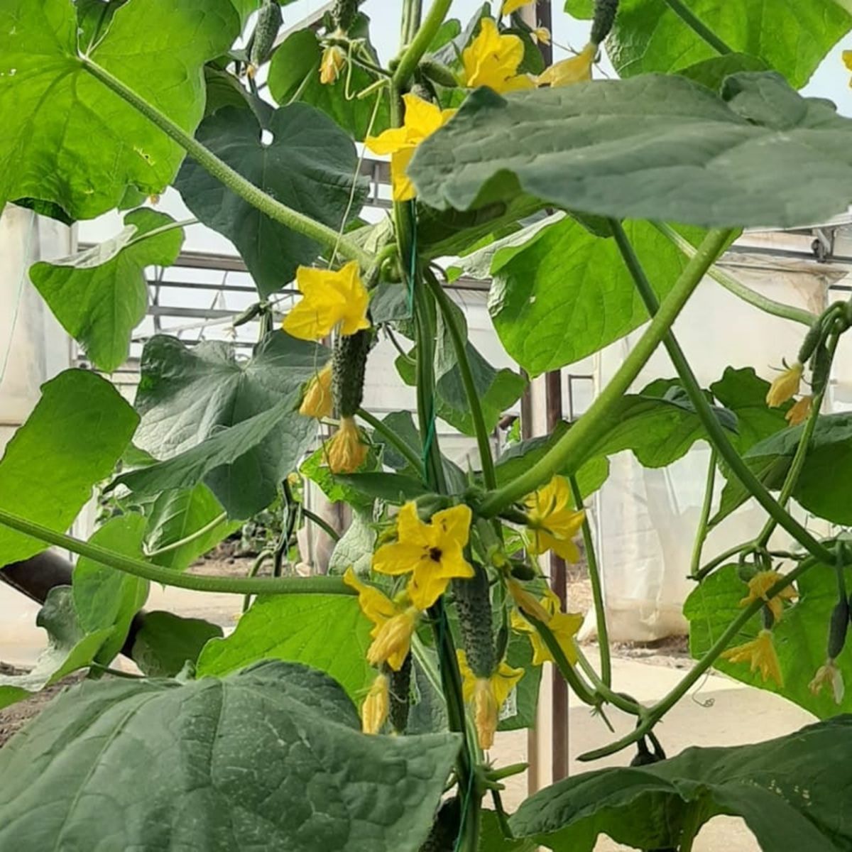 Seminte Castraveti Cornichon SPINO F1 Syngenta 100 SEM