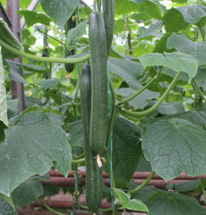 Seminte Castraveti lungi Columna F1 - 500 sem, HEKTAR SEEDS