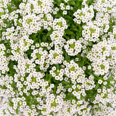 Seminte de Alyssum (ciucusoara), 0.5 grame