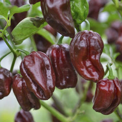 Seminte de ardei iute HABANERO CIOCOLATA, 20 seminte, FLORIAN
