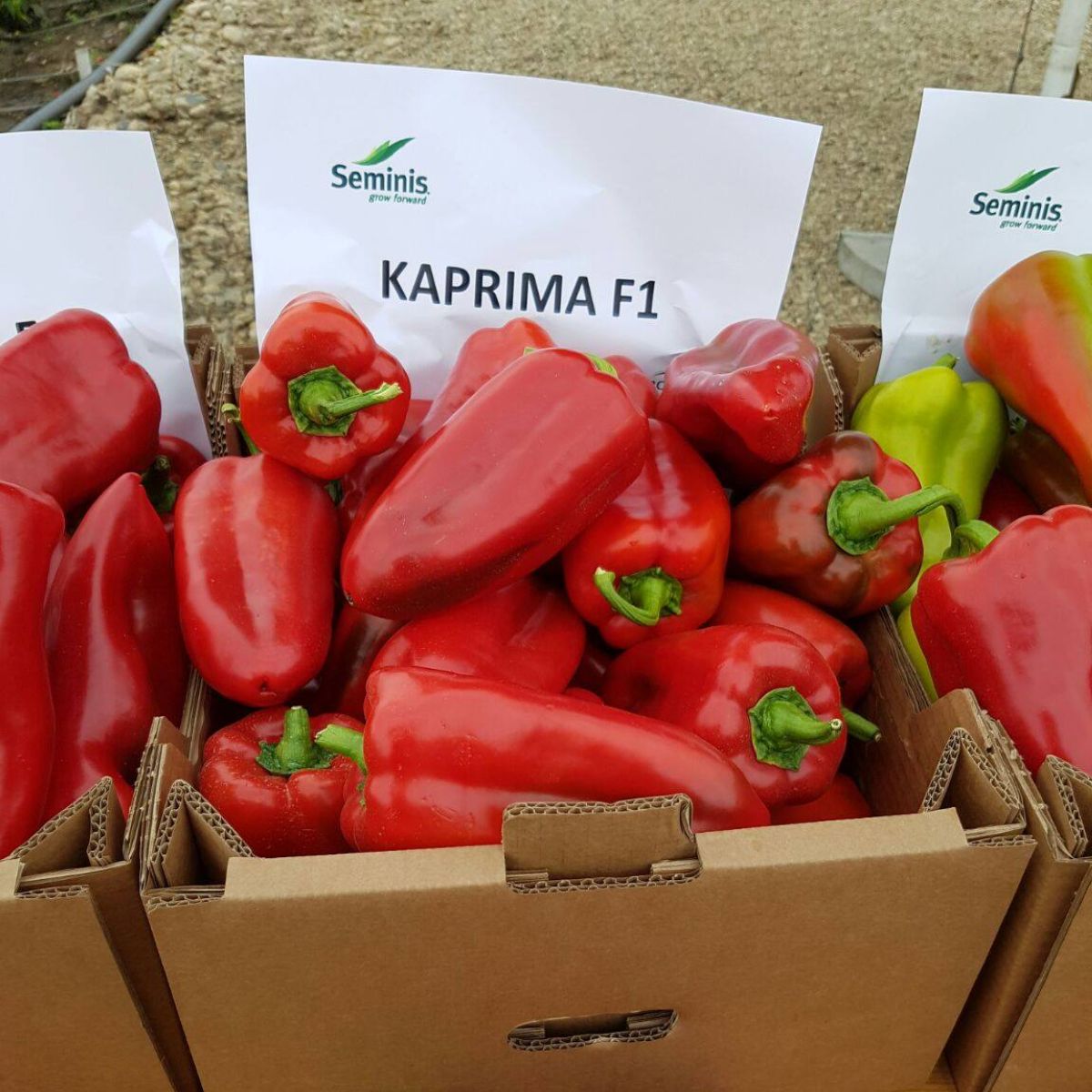 Seminte de ardei kapya Kaprima F1, 100 seminte, 1, hectarul.ro