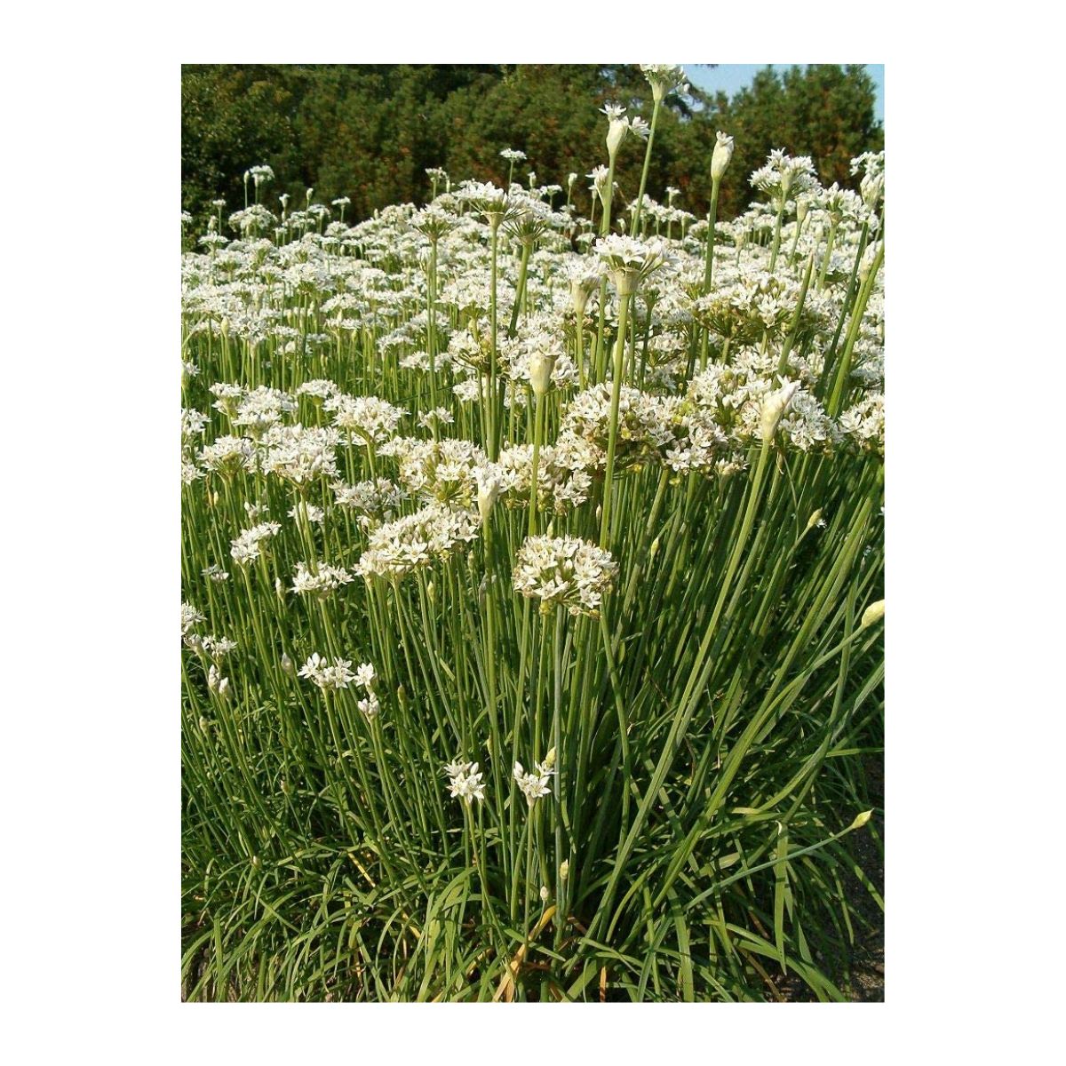 Seminte de arpagic chinezesc, 1.5 grame FLORIAN, 2, hectarul.ro