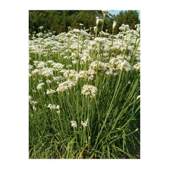 Seminte de arpagic chinezesc, 1.5 grame FLORIAN