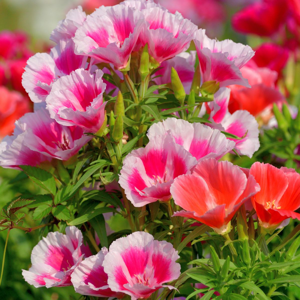 Seminte de azalee pentru gradina, 0.5 grame, 1, hectarul.ro