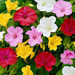 Seminte de Barba Imparatului, 3 grame