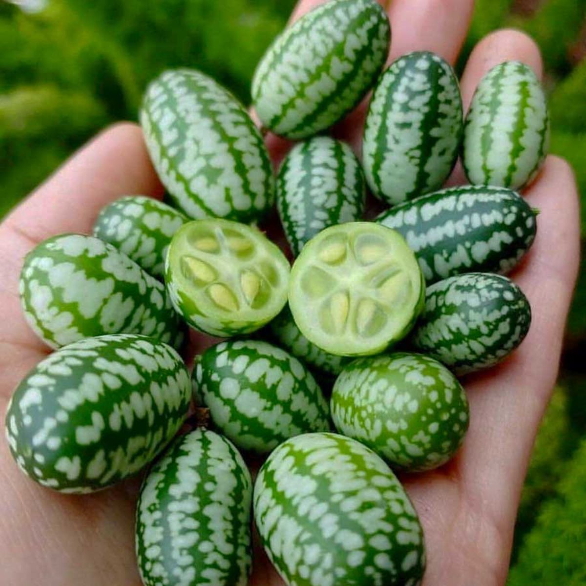 Seminte de Castravete mexican, 15 seminte, BUZZY, 2, hectarul.ro