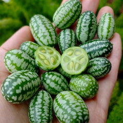 Seminte de Castravete mexican, 15 seminte, BUZZY