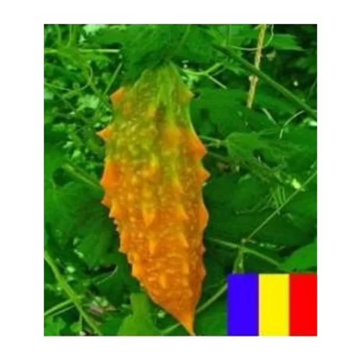 Seminte de castraveti Brancusi, 5 grame, SCDL