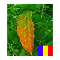 Seminte de castraveti Brancusi, 5 grame, SCDL