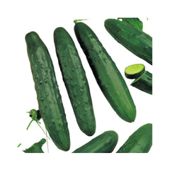 Seminte de castraveti Marketeer, 2 grame