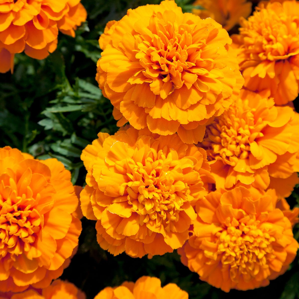 Seminte de craite pitice Orange, 0.75 grame, 1, hectarul.ro