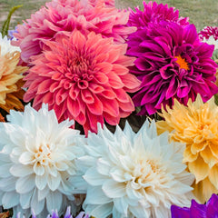 Seminte de dalie, 0.75 grame