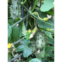 Seminte de Kiwano, 0,2 gr, LEGUTKO