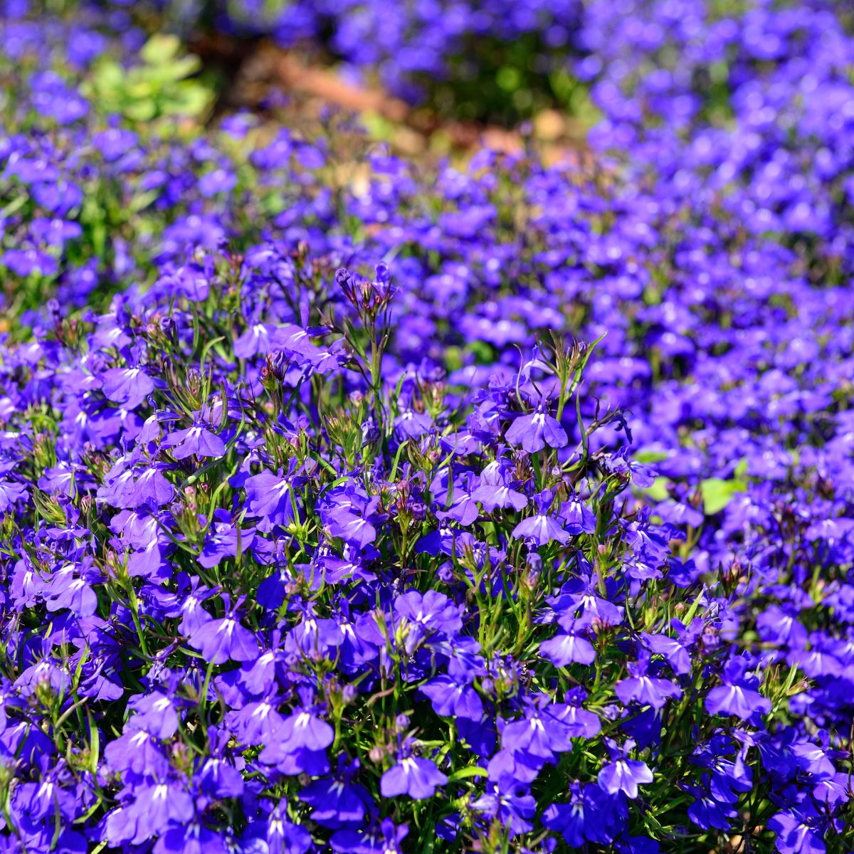 Seminte de lobelia Cristal Palace, 0.1 grame