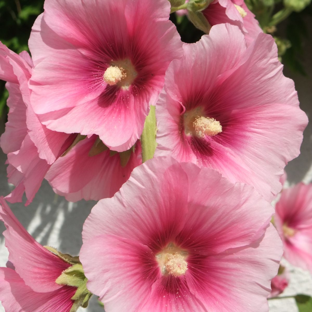 Seminte de nalba mix (Althea Rosea), 0.5 grame