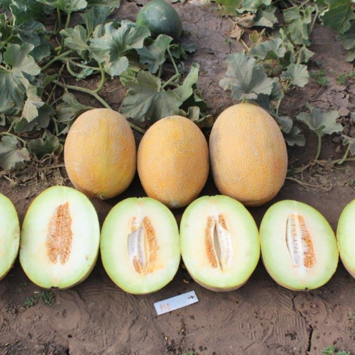 Seminte de pepene galben Flander F1, 500 seminte SYNGENTA, 1, hectarul.ro