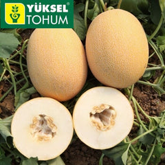 Seminte de pepene galben LOKUM F1, 500 seminte, YUKSEL