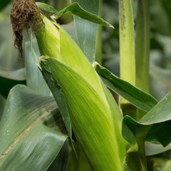 Seminte de porumb zaharat JUBILEE, 2500 seminte SYNGENTA