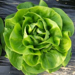 Seminte de Salata verde Mafalda F1, 5000 seminte DRAJAT