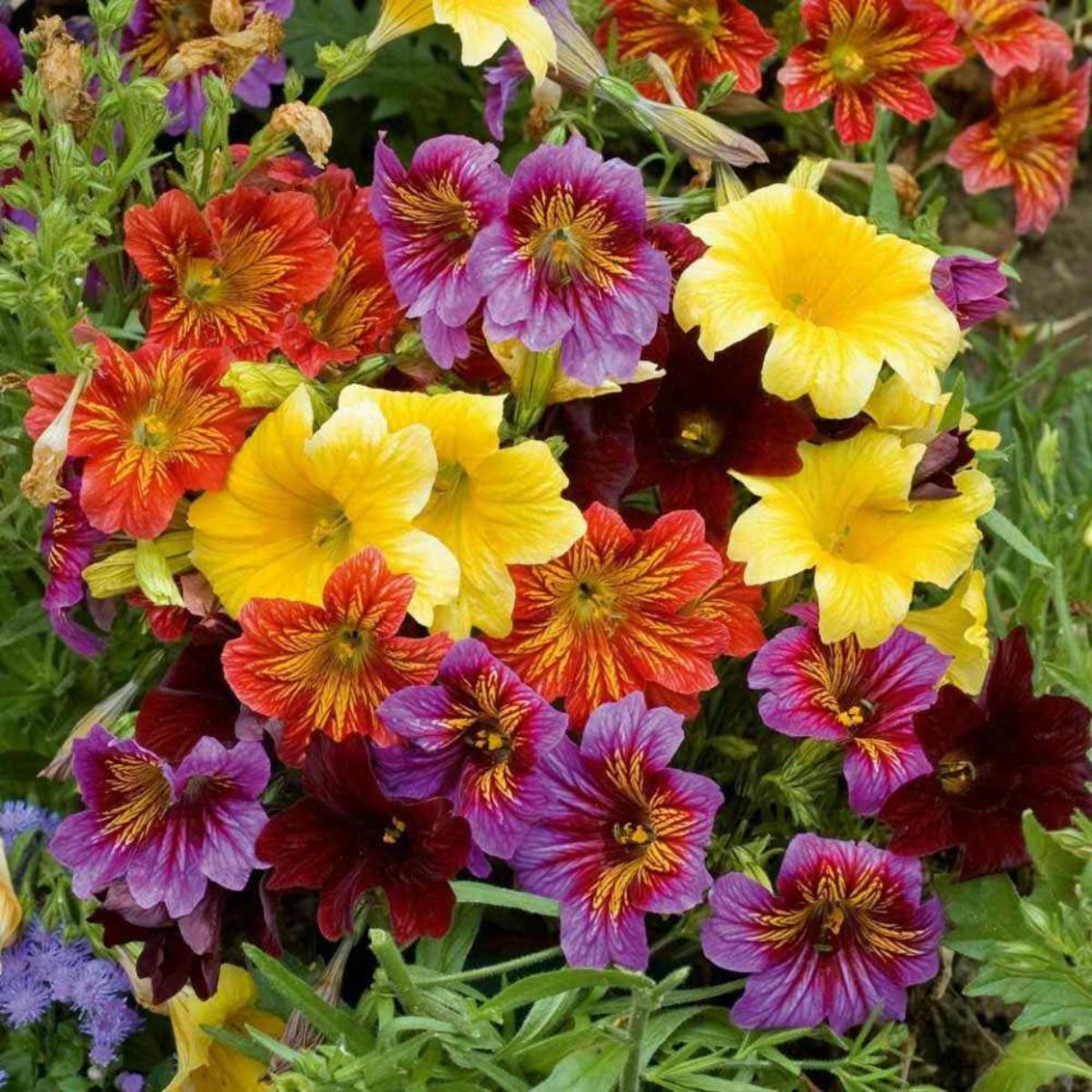Seminte de Salpiglossis. 0,5 grame OPAL, 1, hectarul.ro
