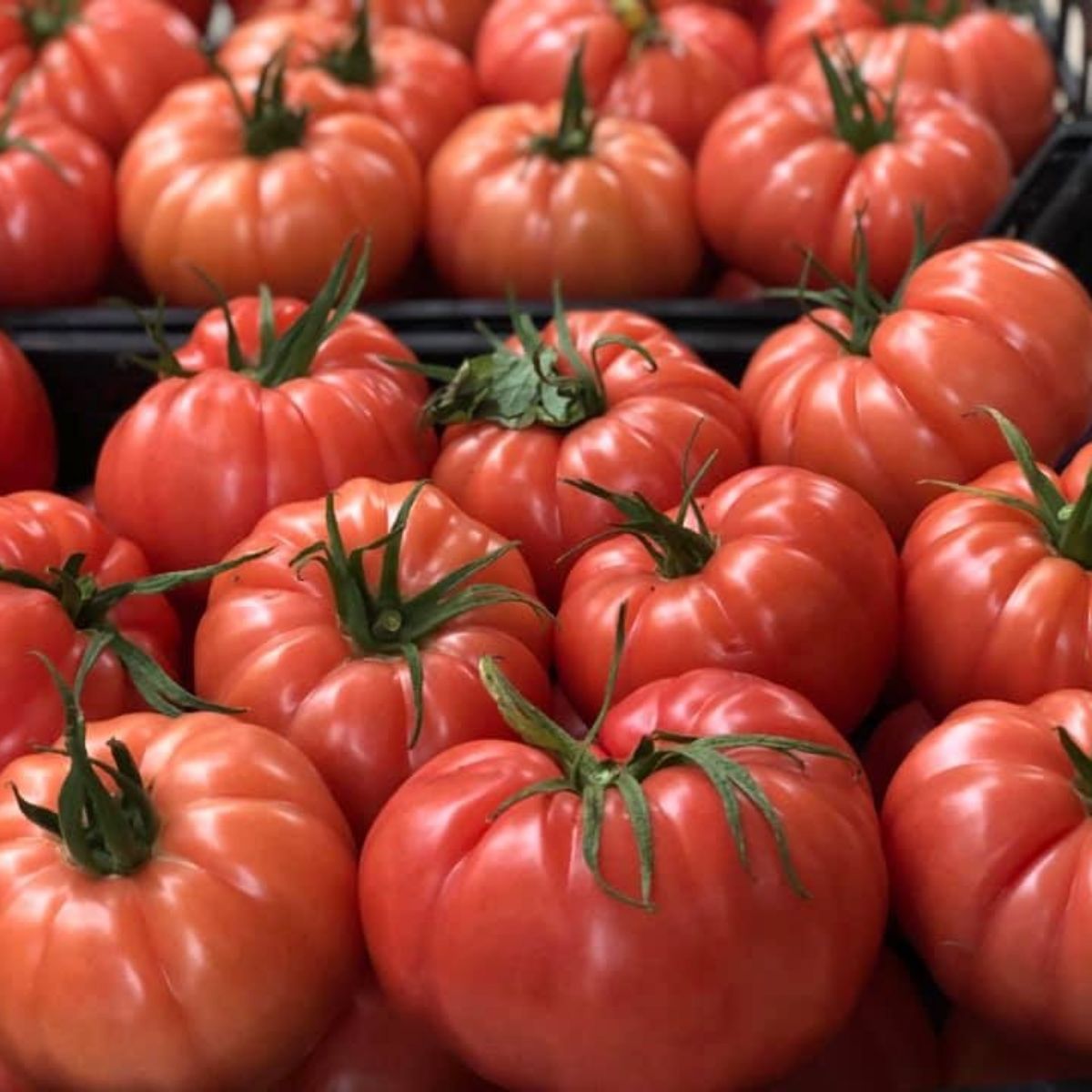 Seminte de tomate CASSA ROSA F1, 1000 seminte, YUKSEL
