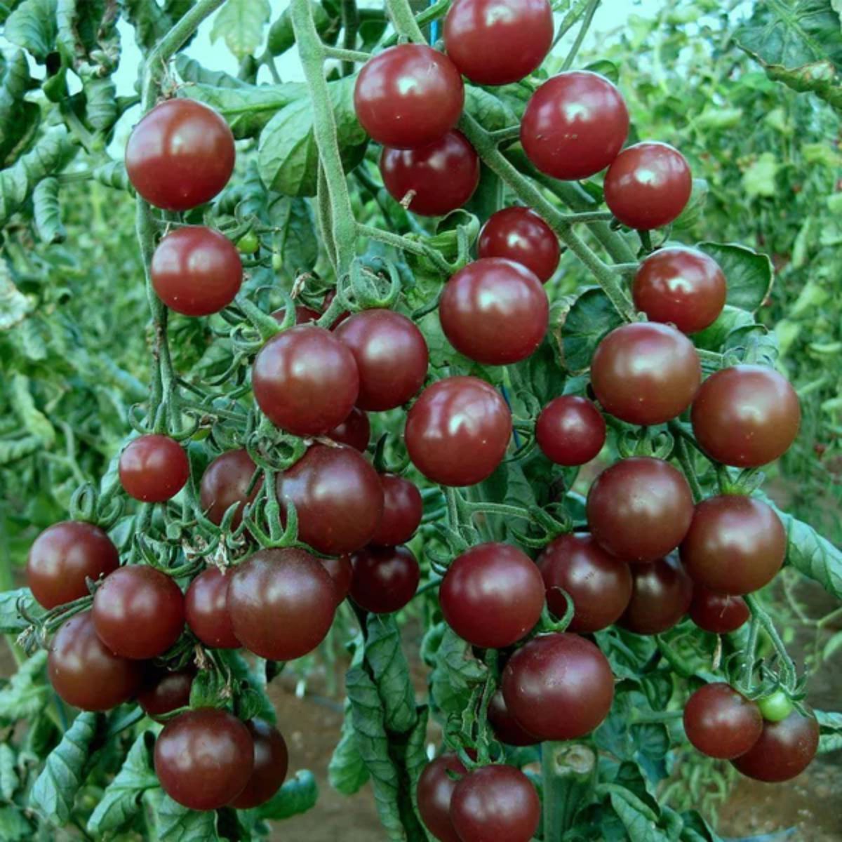 Seminte de tomate Cherry negre, 0.5 grame FLORIAN