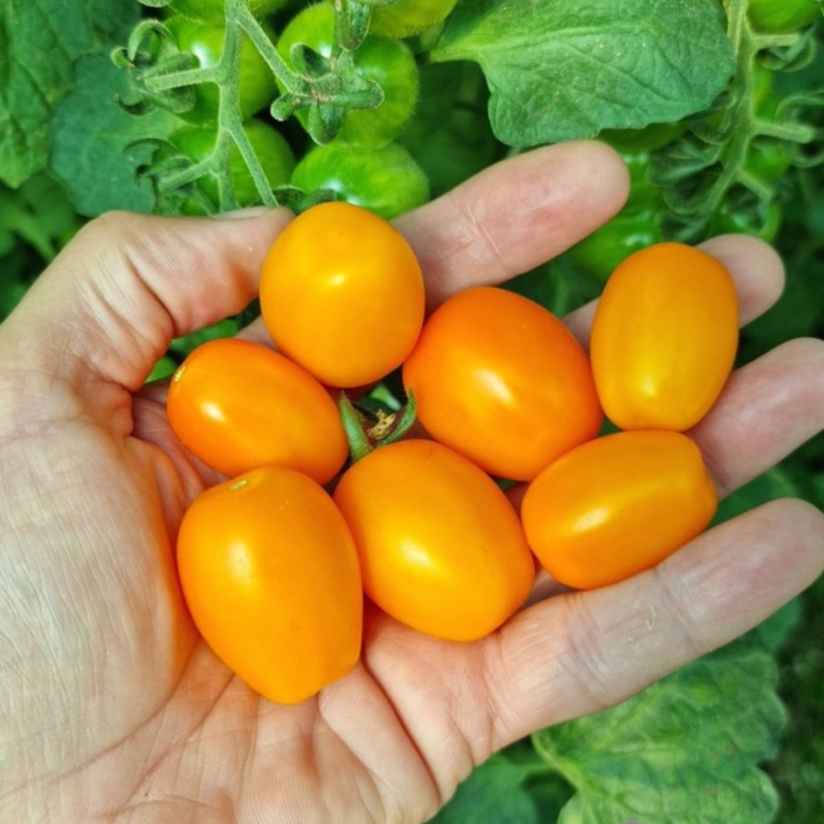 Seminte de tomate CHICK F1, 100 seminte, YUKSEL
