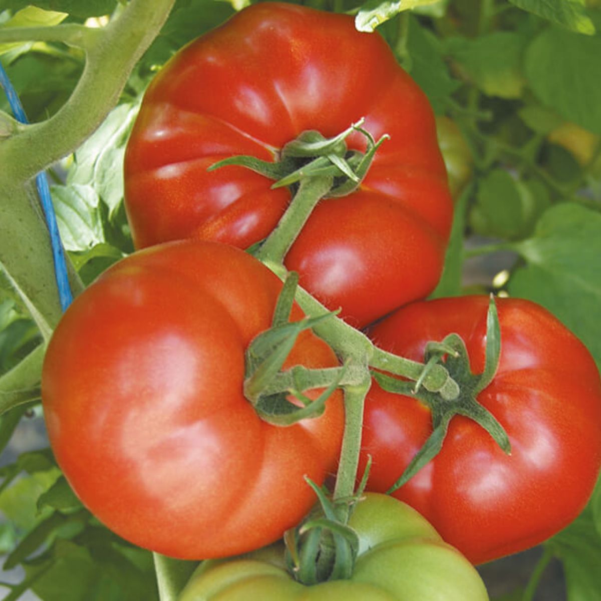 Seminte de tomate Country Taste F1, 250 seminte NUNHEMS, 1, hectarul.ro