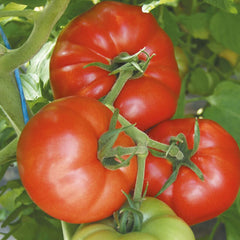 Seminte de tomate Country Taste F1, 250 seminte NUNHEMS