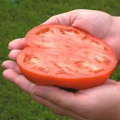 Seminte de tomate Country Taste F1, 250 seminte NUNHEMS