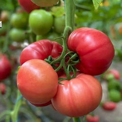 Seminte de tomate GUSTO PINK F1, 500 seminte, YUKSEL