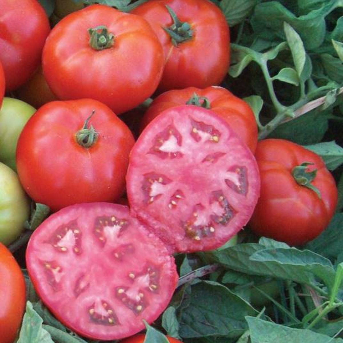 Seminte de tomate MARACANA F1, 1000 seminte, YUKSEL