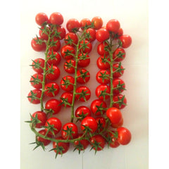 Seminte de tomate MARGHOL F1, 100 seminte, YUKSEL