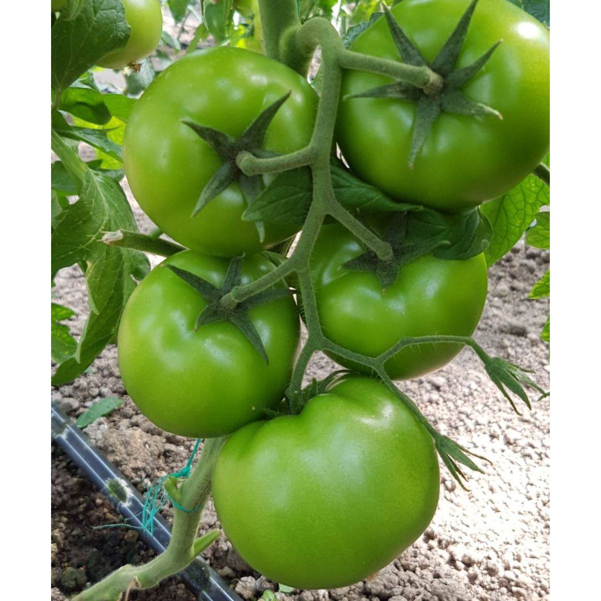 Seminte de tomate Matissimo F1, 500 seminte