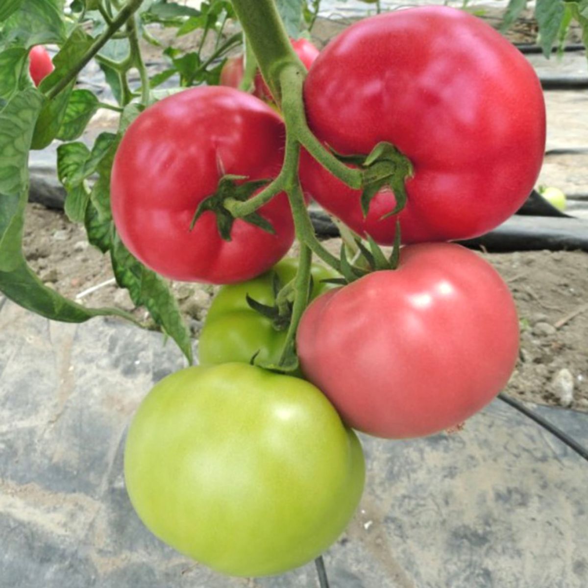 Seminte de tomate Mei Shuai F1, 100 seminte
