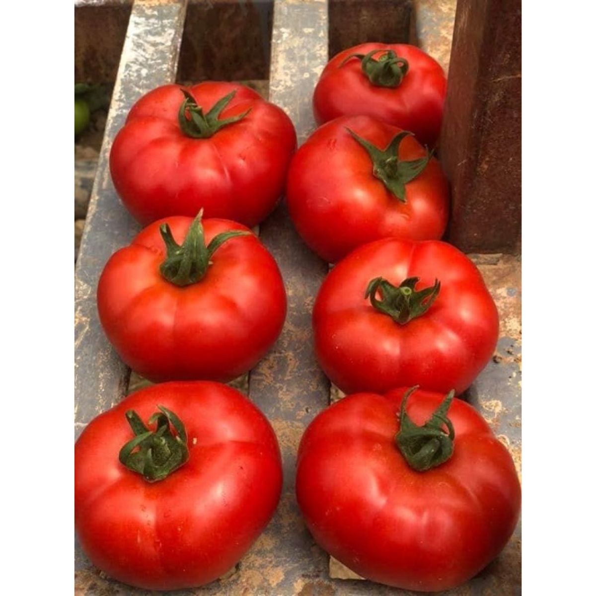 Seminte de tomate OZKAN F1, 500 seminte, YUKSEL