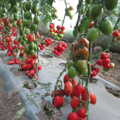 Seminte de tomate PERADUR F1, 500 seminte, YUKSEL