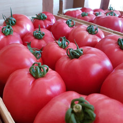 Seminte de tomate PINK ROCK F1, 500 seminte, YUKSEL