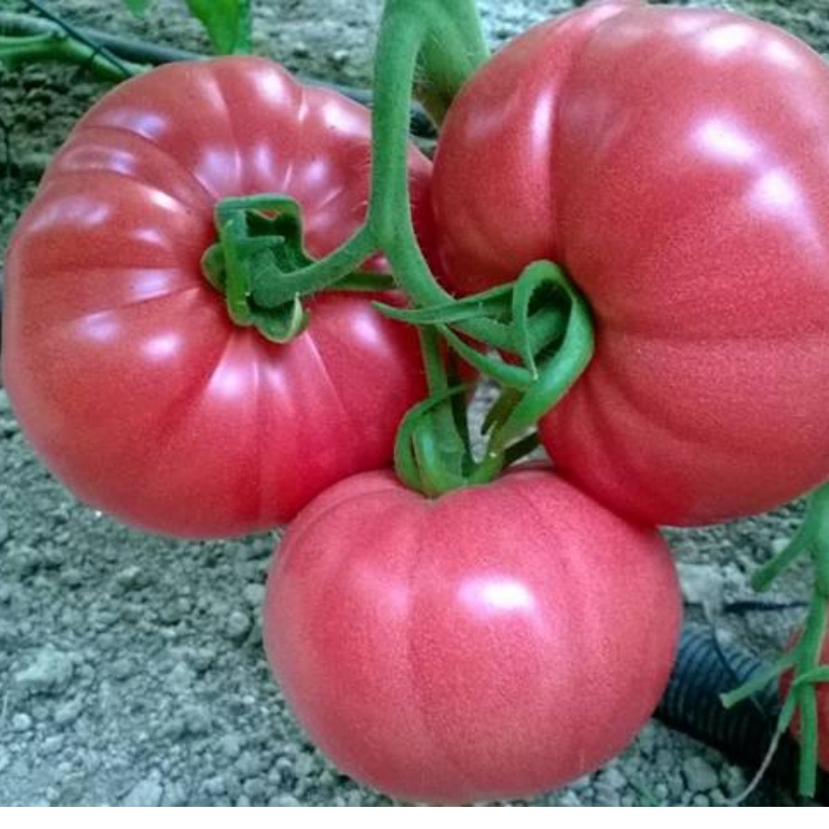 Seminte de tomate PINK ROCK F1, 500 seminte, YUKSEL