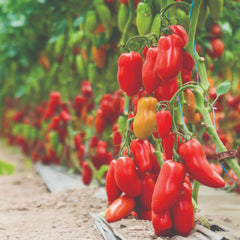 Seminte de tomate Portento F1, 100 seminte