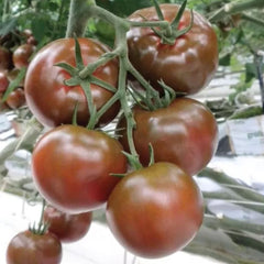 Seminte de tomate SACHER F1, 250 seminte, YUKSEL