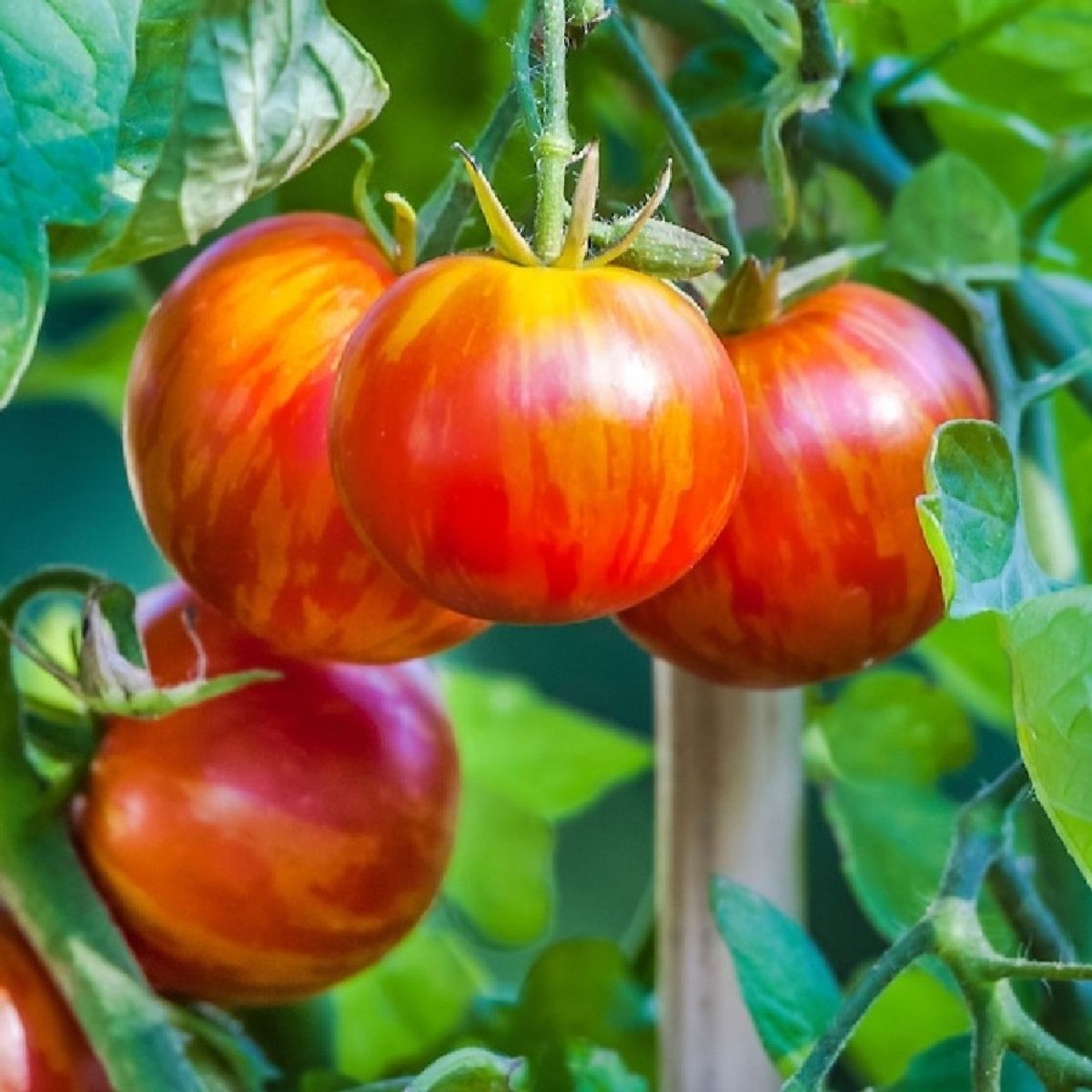 Seminte de tomate Tigerella, 0.5 grame FLORIAN, 1, hectarul.ro