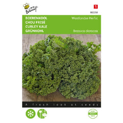 Seminte de varza Kale Westland, 3 grame, BUZZY